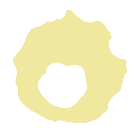 embryo-cell-layer-blastocoel